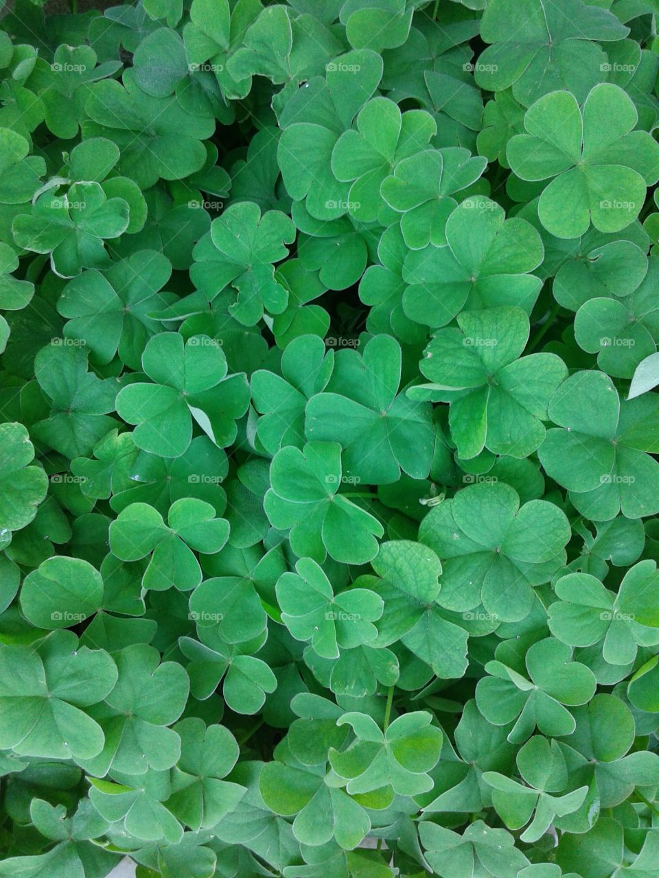 clover