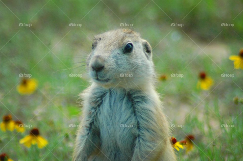 prarie dog