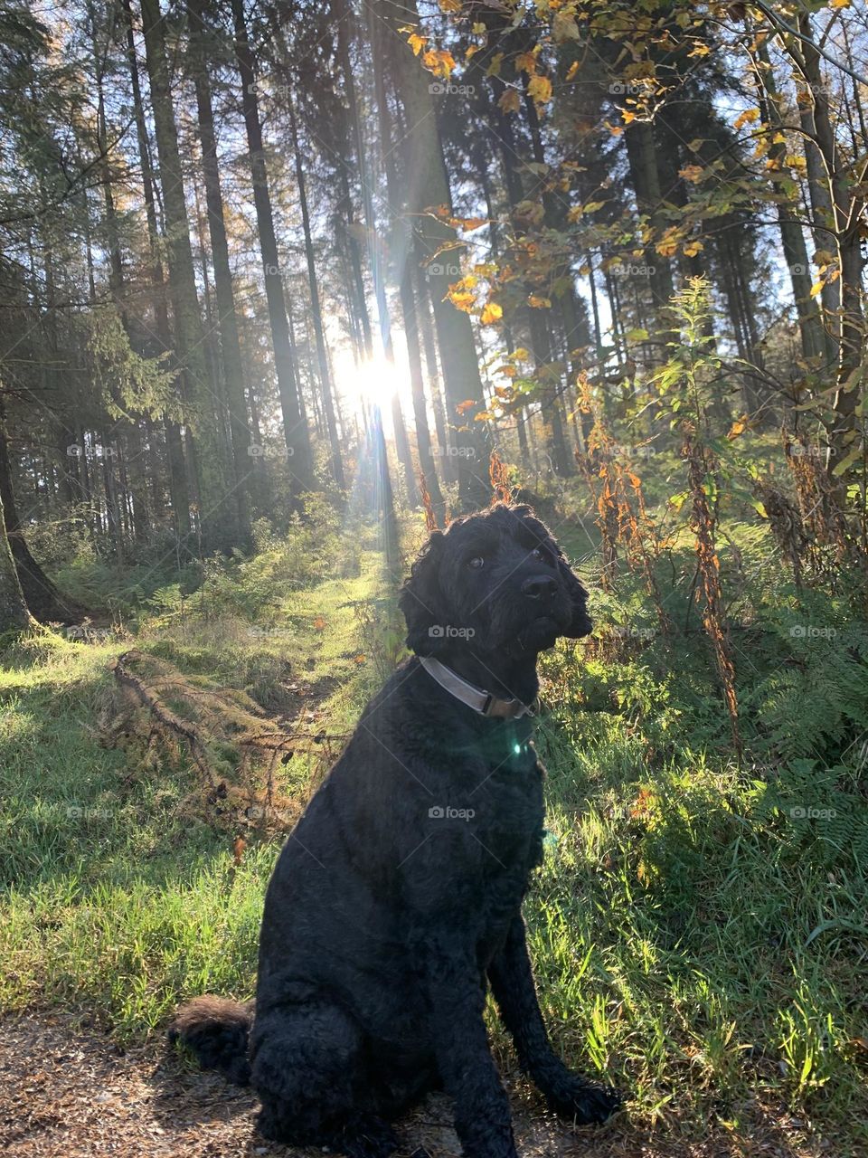 Black dog in the woods