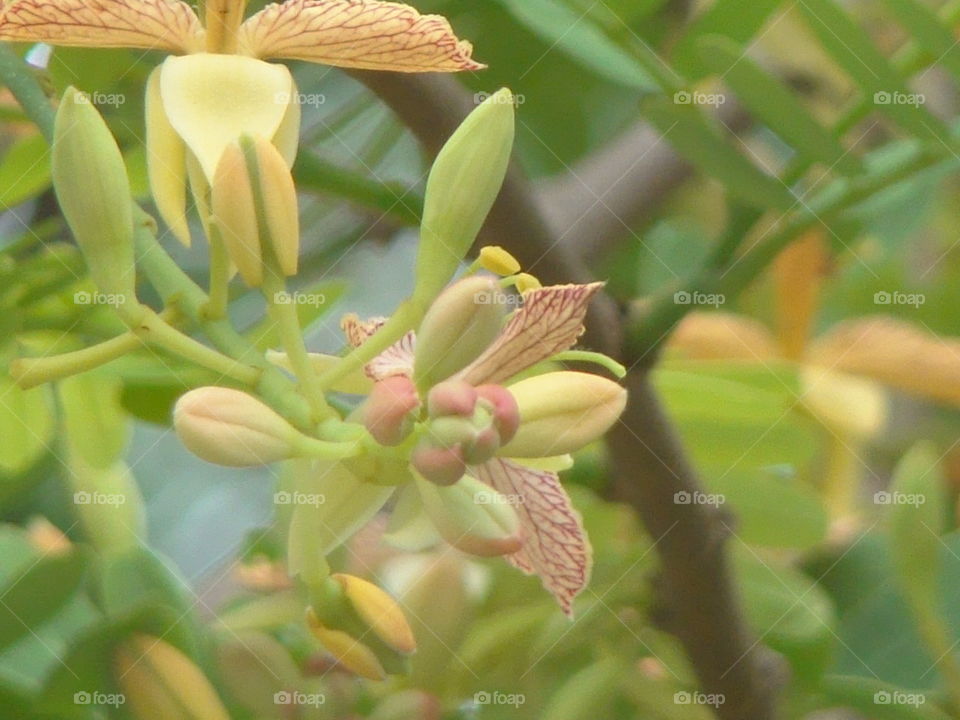 tamarind flowers 4