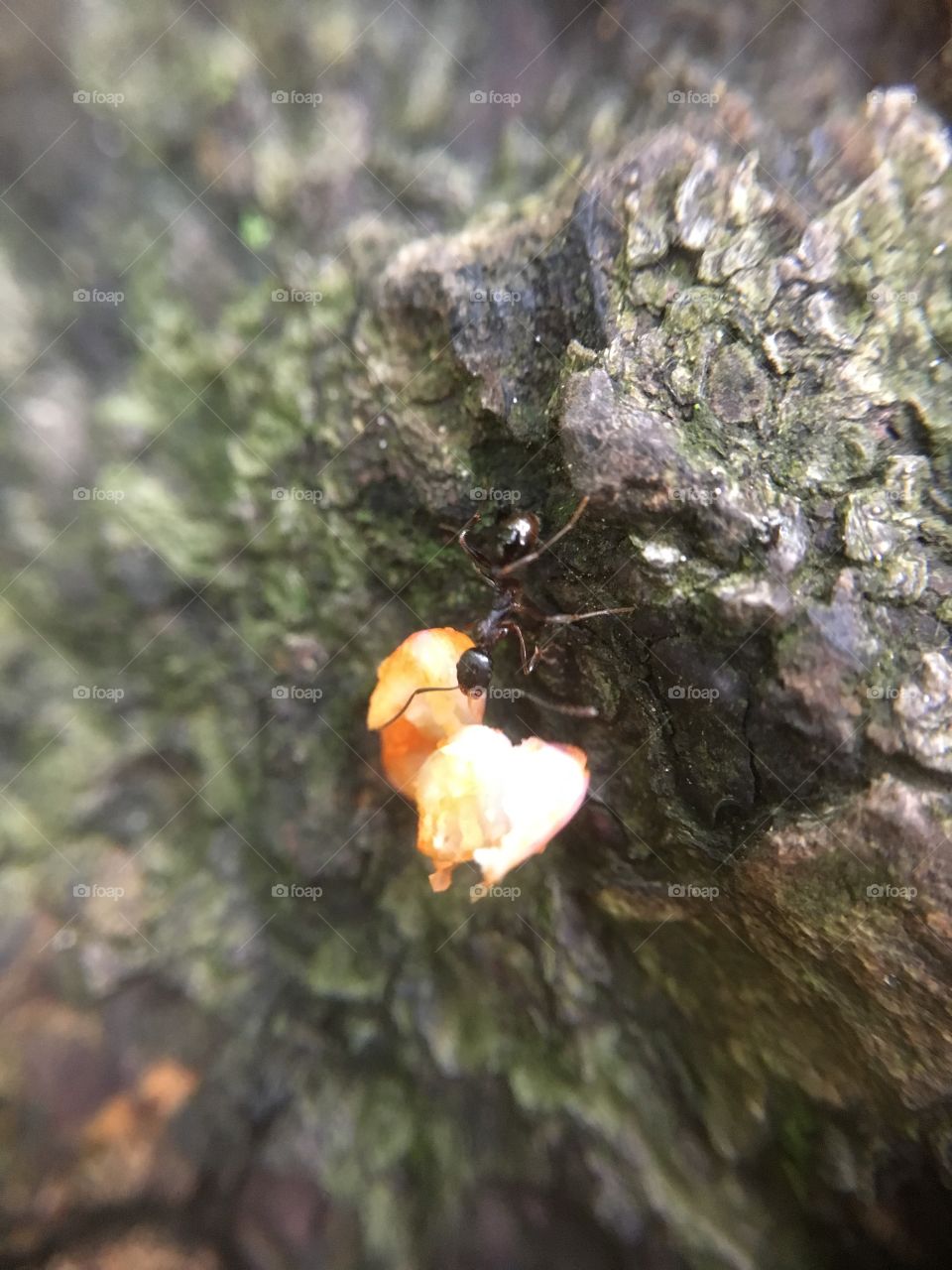 Ant pulling something