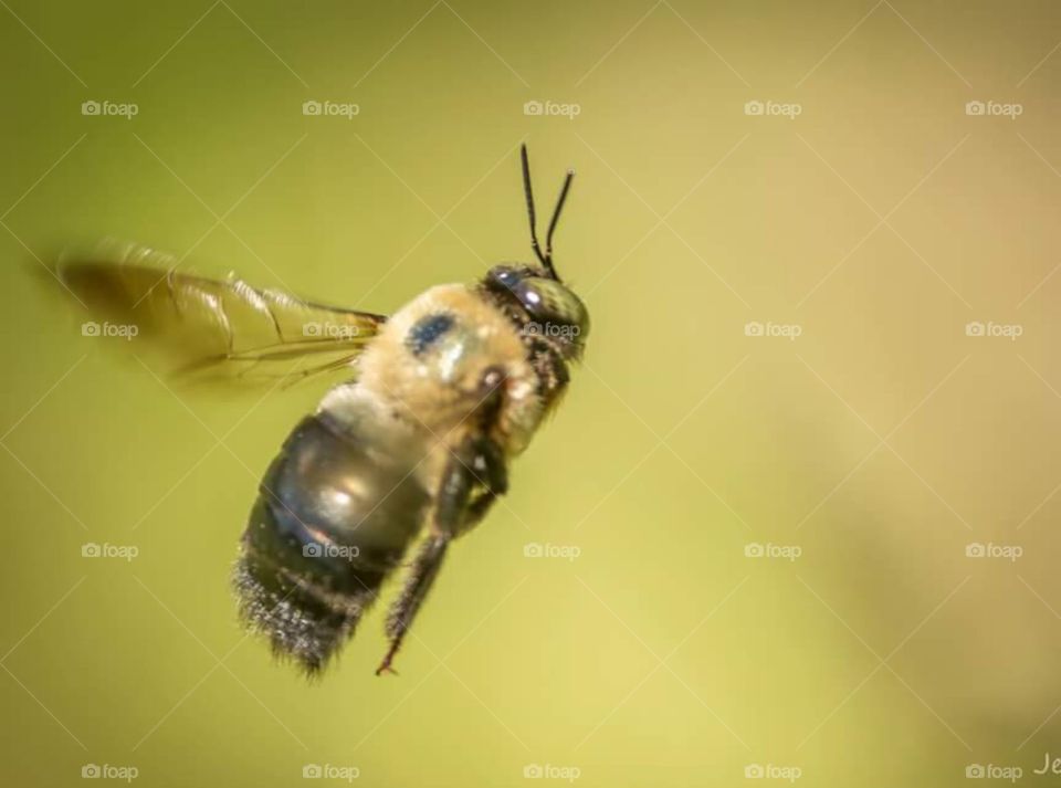 Flying Bumblebee with Eyes