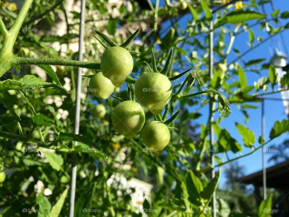 Green Cherry Tomatoes