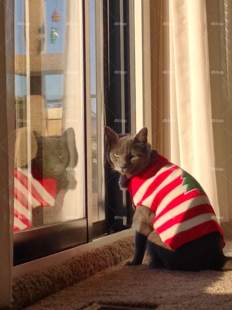 Cat in ugly sweater