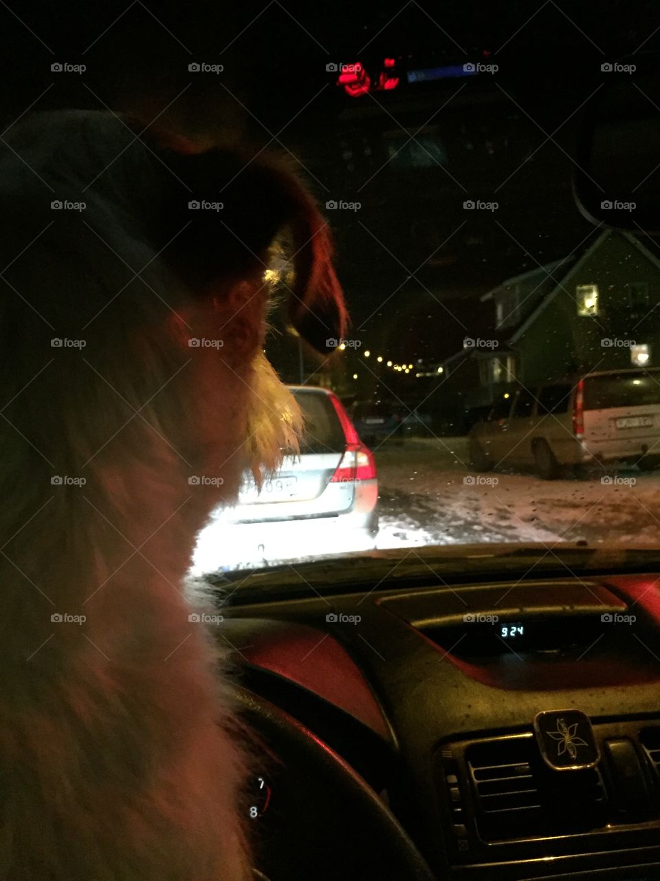 Dog sitting in a car