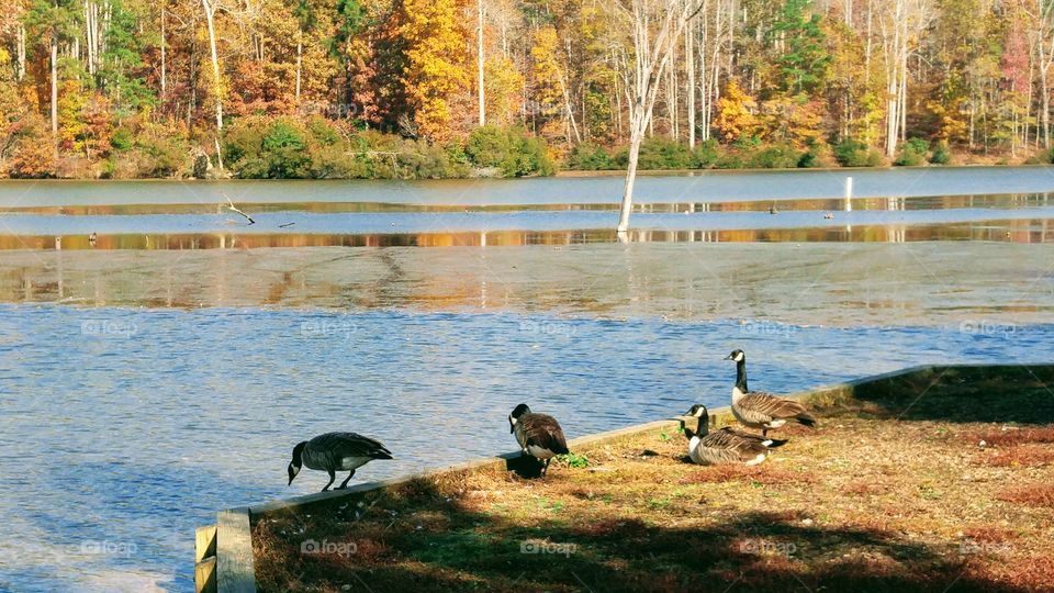 Lake geese