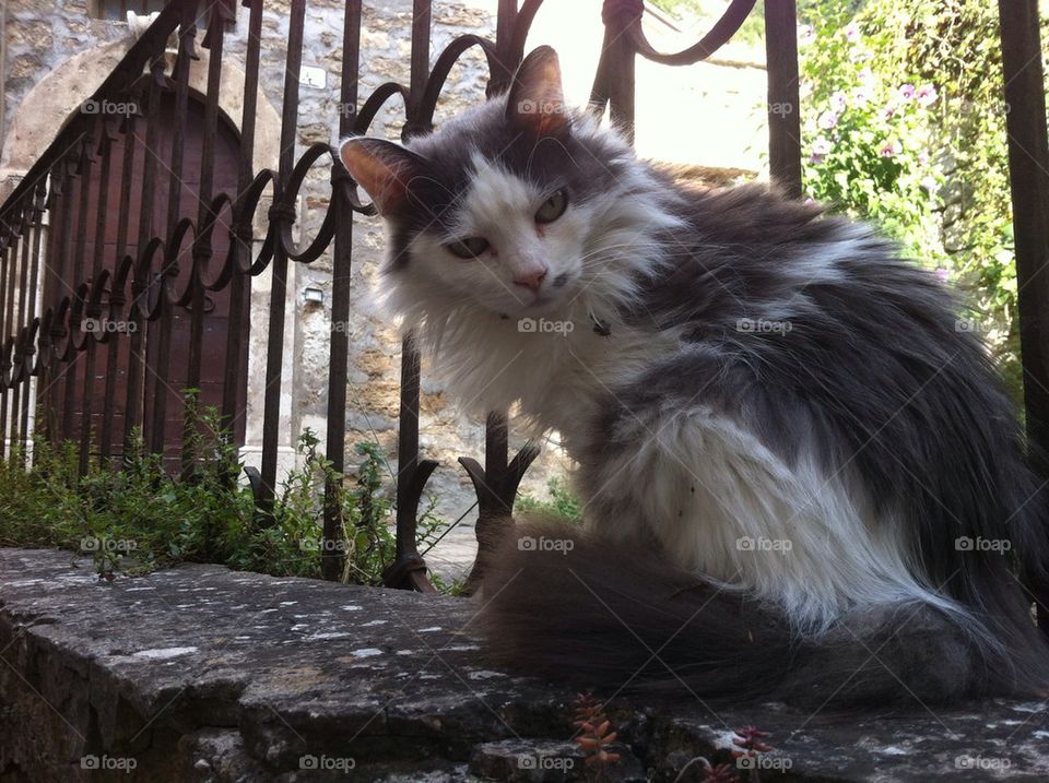 Cat on the balustrade