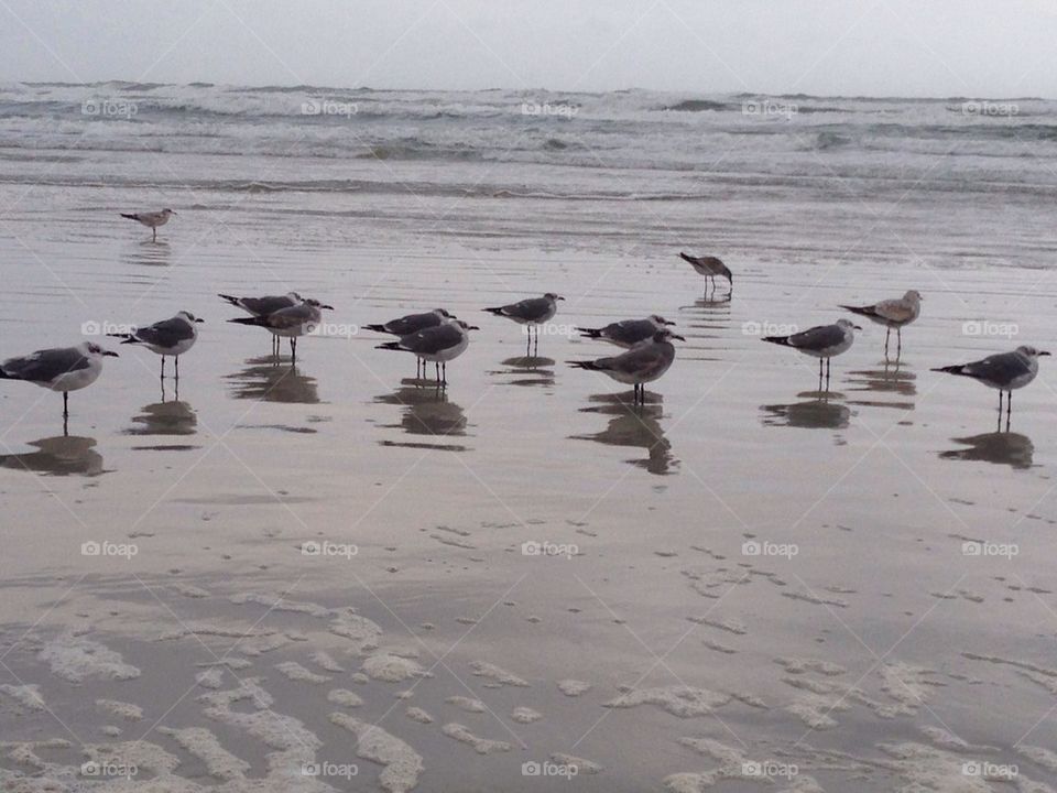 Seagulls resting