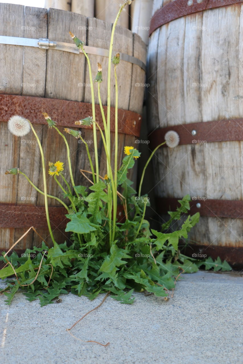 Weeds can be wonderful