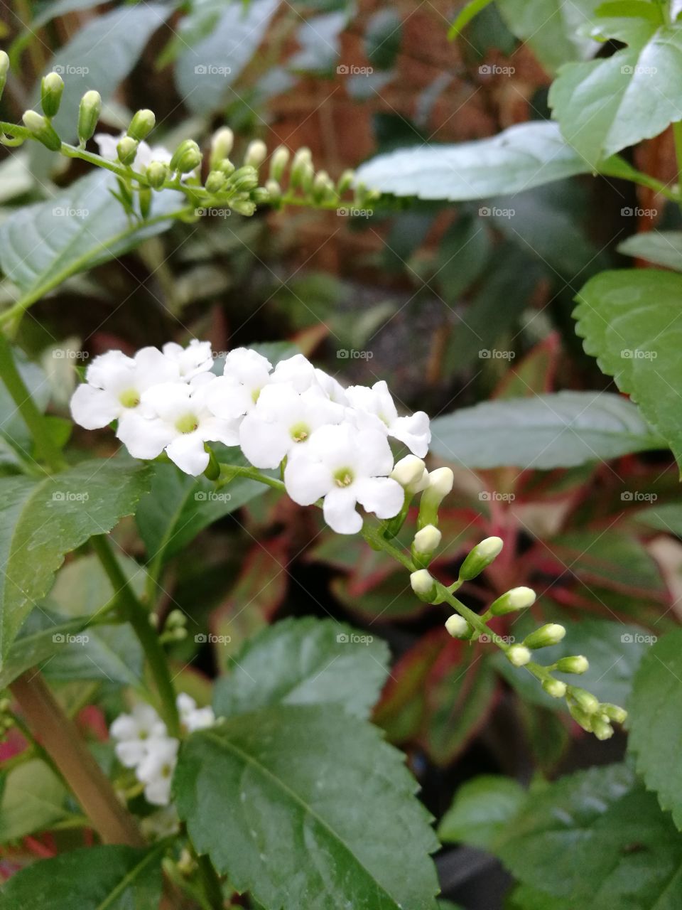 bunch of white duranta flowers