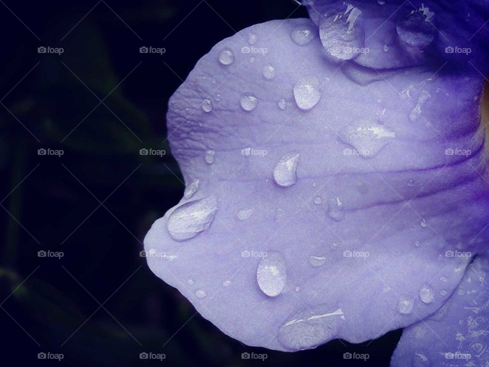Purple love in rain