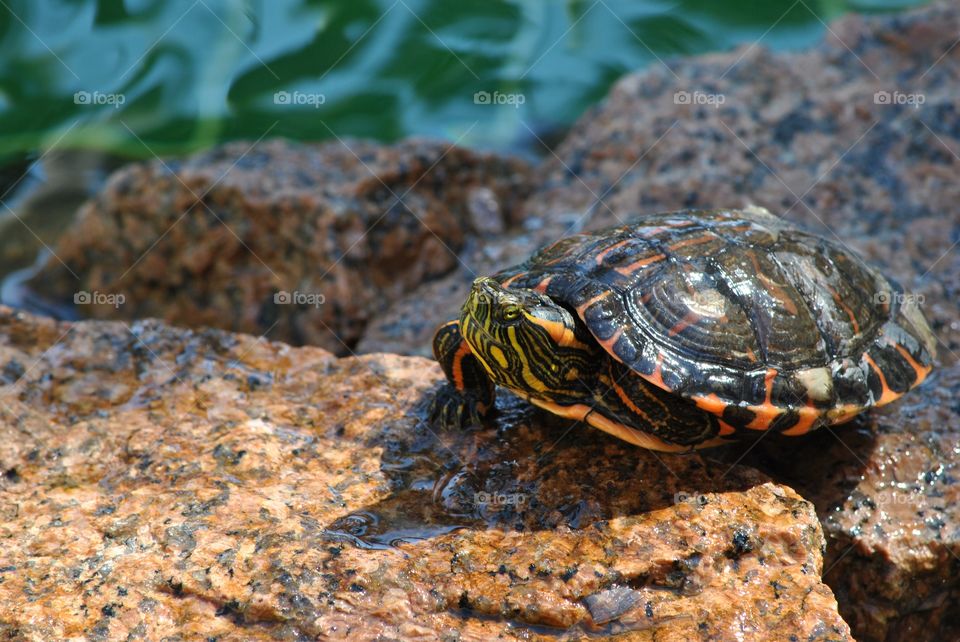 colorful turtle