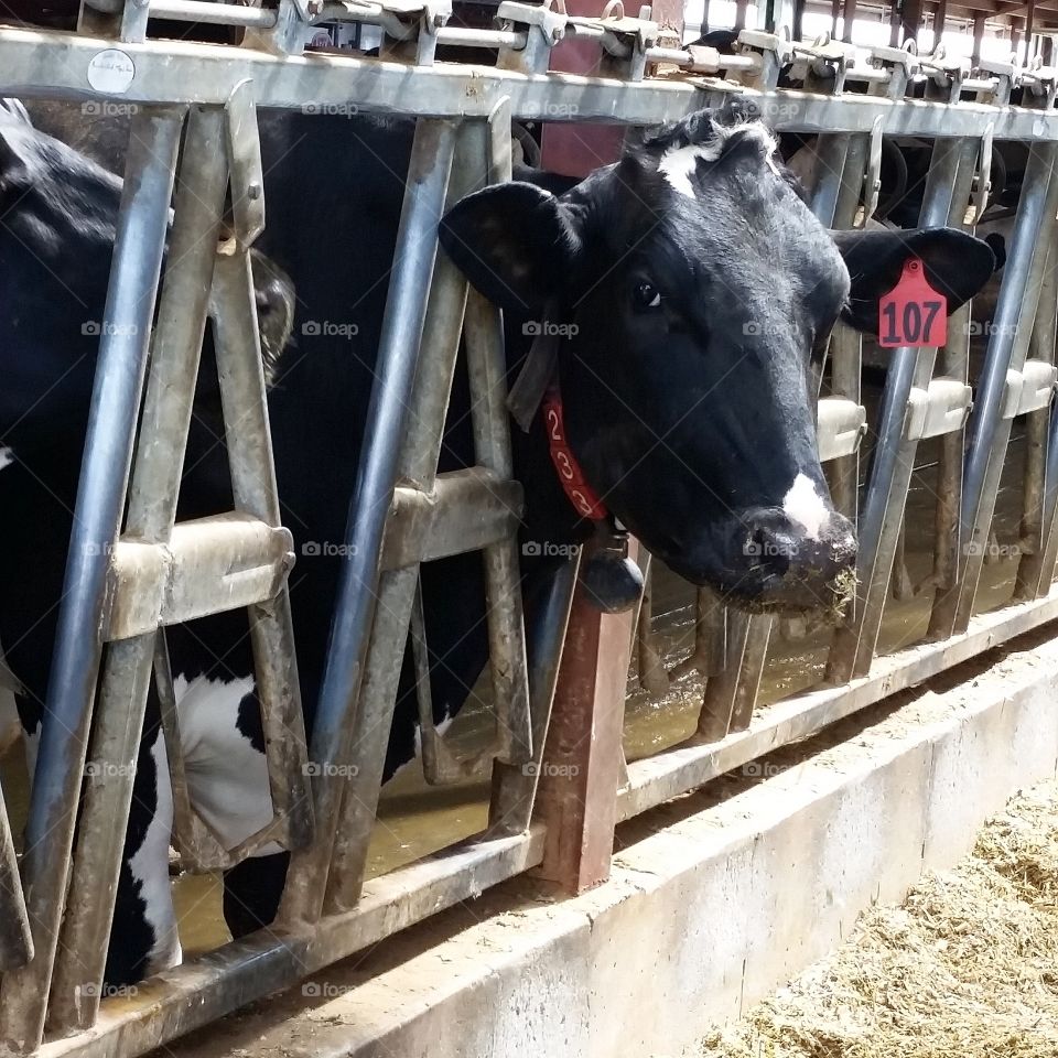 Moo.. A hungry cow posing for the camera