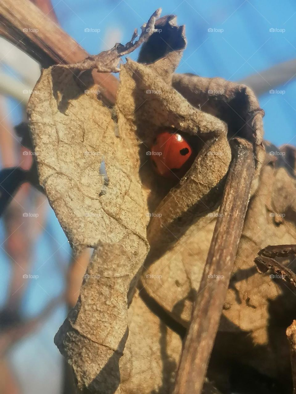 Ladybug