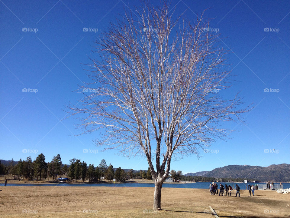 sky blue china tree by jehugarcia
