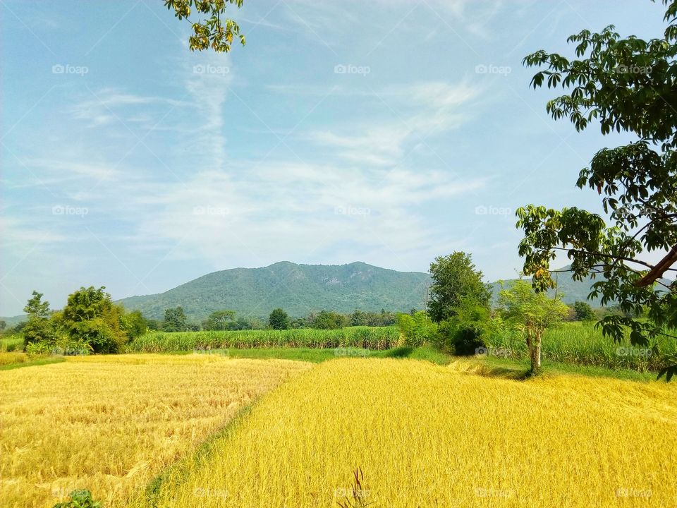 Rice fields, mountains,sky,farmland