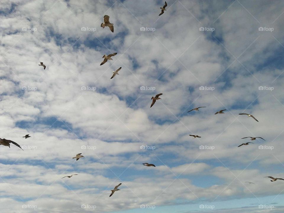 Beautiful flying seagulls