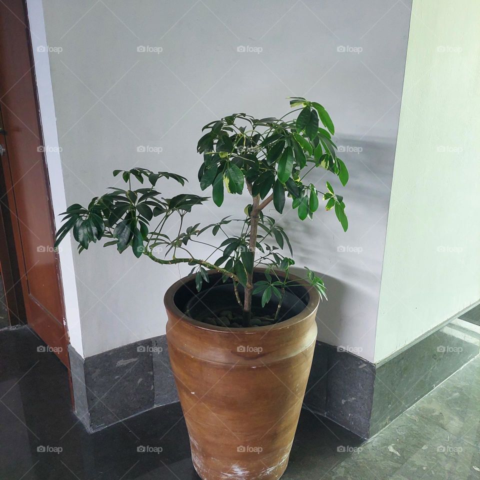 Plants placed in the corner of the hotel room