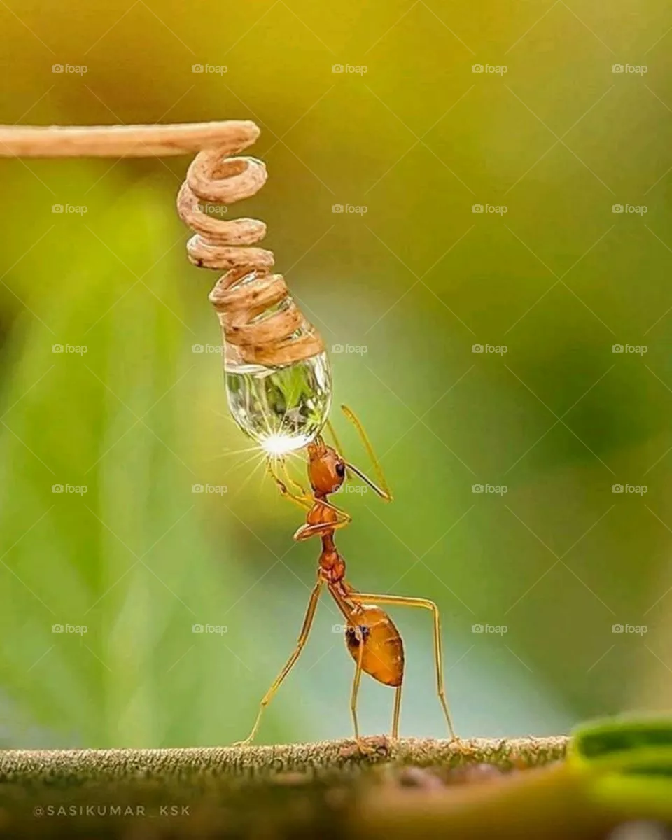 ANT
