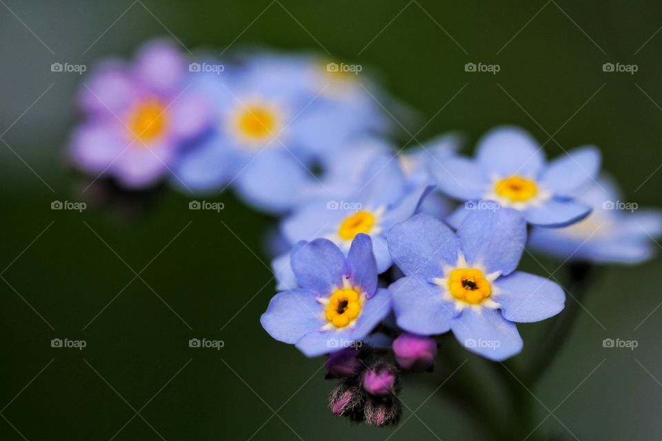 Forget me nots. Beautiful flower close up of forgetmenots.