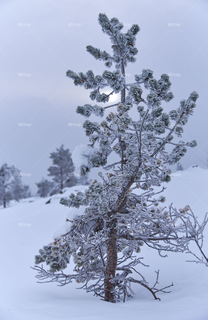 Icy and snowy pine tree on a fell in Lapland, Finland on cloudy winter afternoon