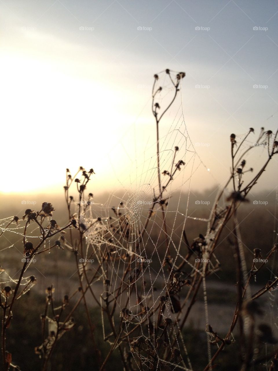 Dead flowers in cobweb