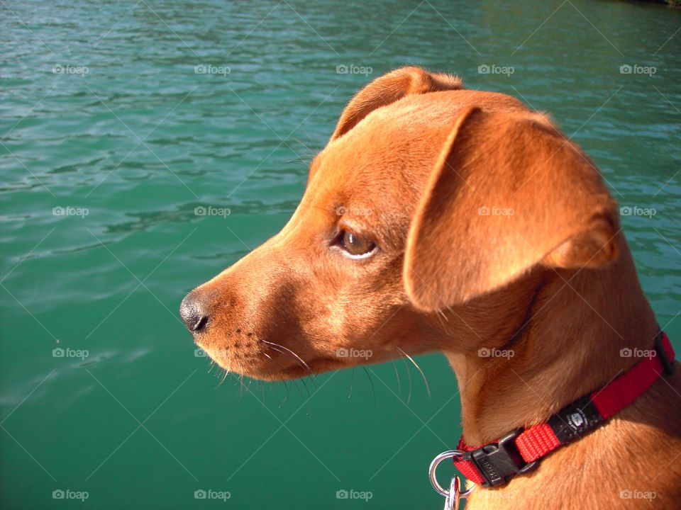 Puppy sun tanning on the water edge