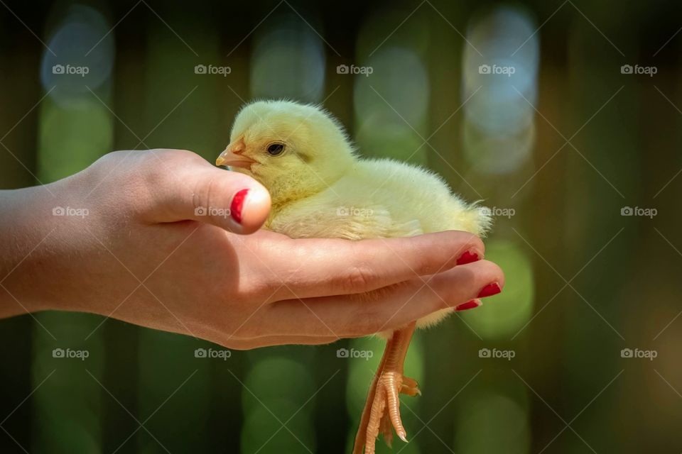 Little girl being gentle with a tiny fluffy chick. 