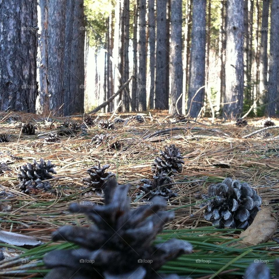Pine cones in the forest