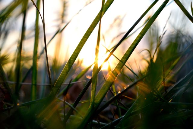 sunny grass