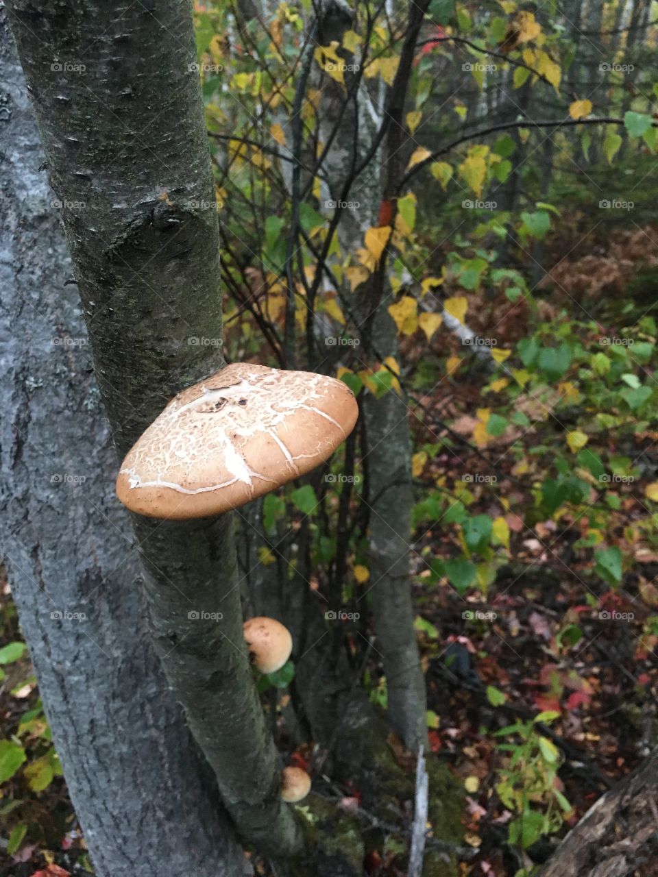 Birch polypore fungus
