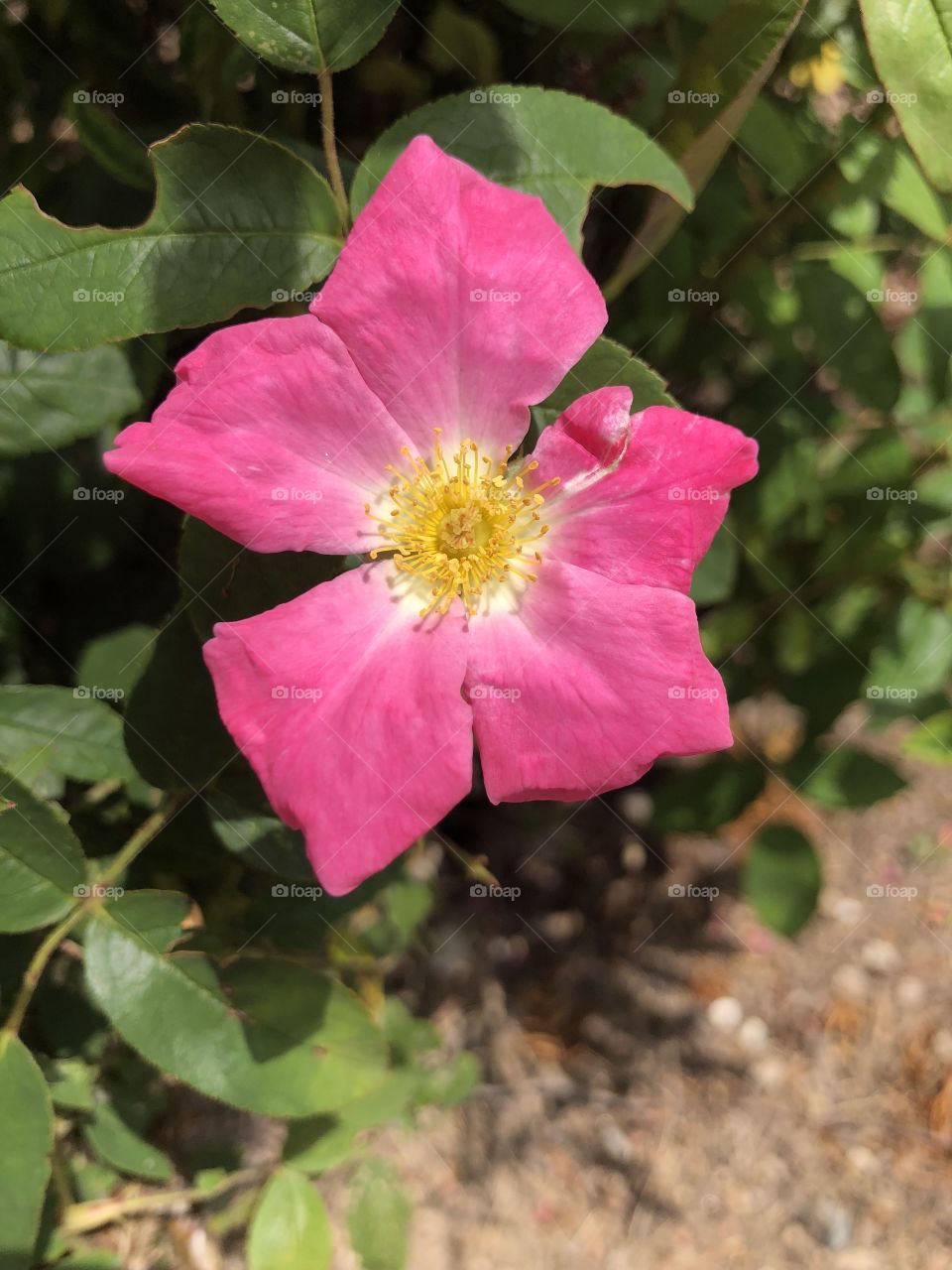 Beautiful day with bright and colorful summer bloom of a bright pink flower surrounded by green grass. Photos can be used for interior design. These were taken on iPhone 8