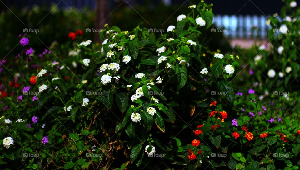 Flowers in the garden