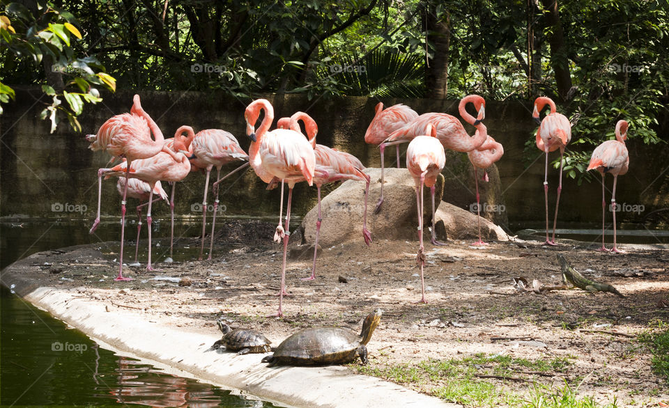 This is from a recent trip to the Puerto Vallarta Zoo. We were so close to the animals through out our walk that I never had to switch out my 50mm lens. The flamingos share their enclosure with turtles, iguanas, and a countless number of grey coy fish.