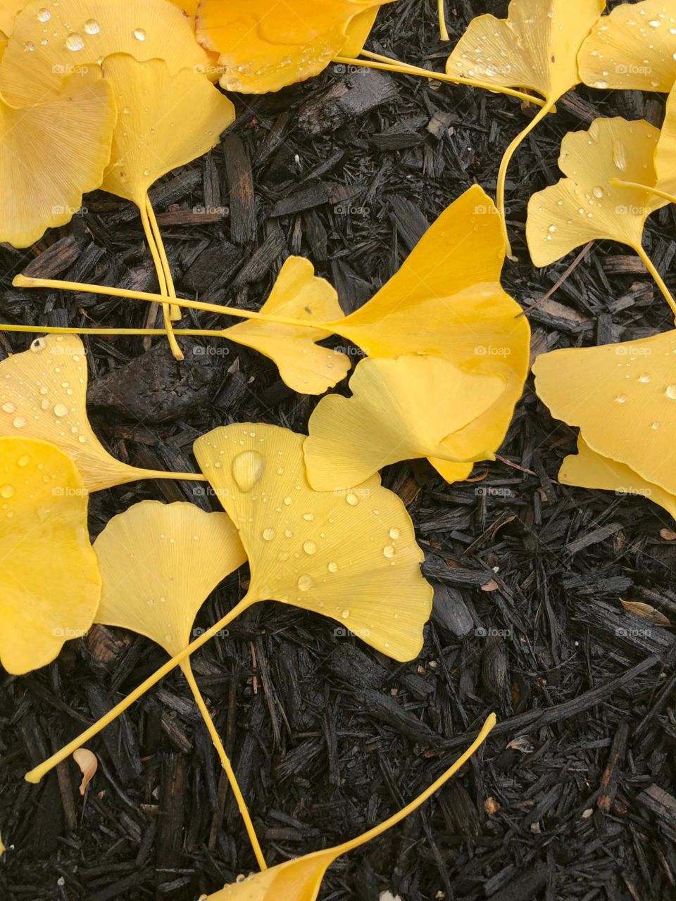 Yellow elm tree leaves are on black mulch