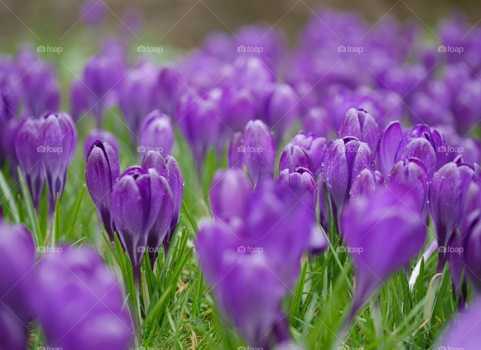 bloom after the rains