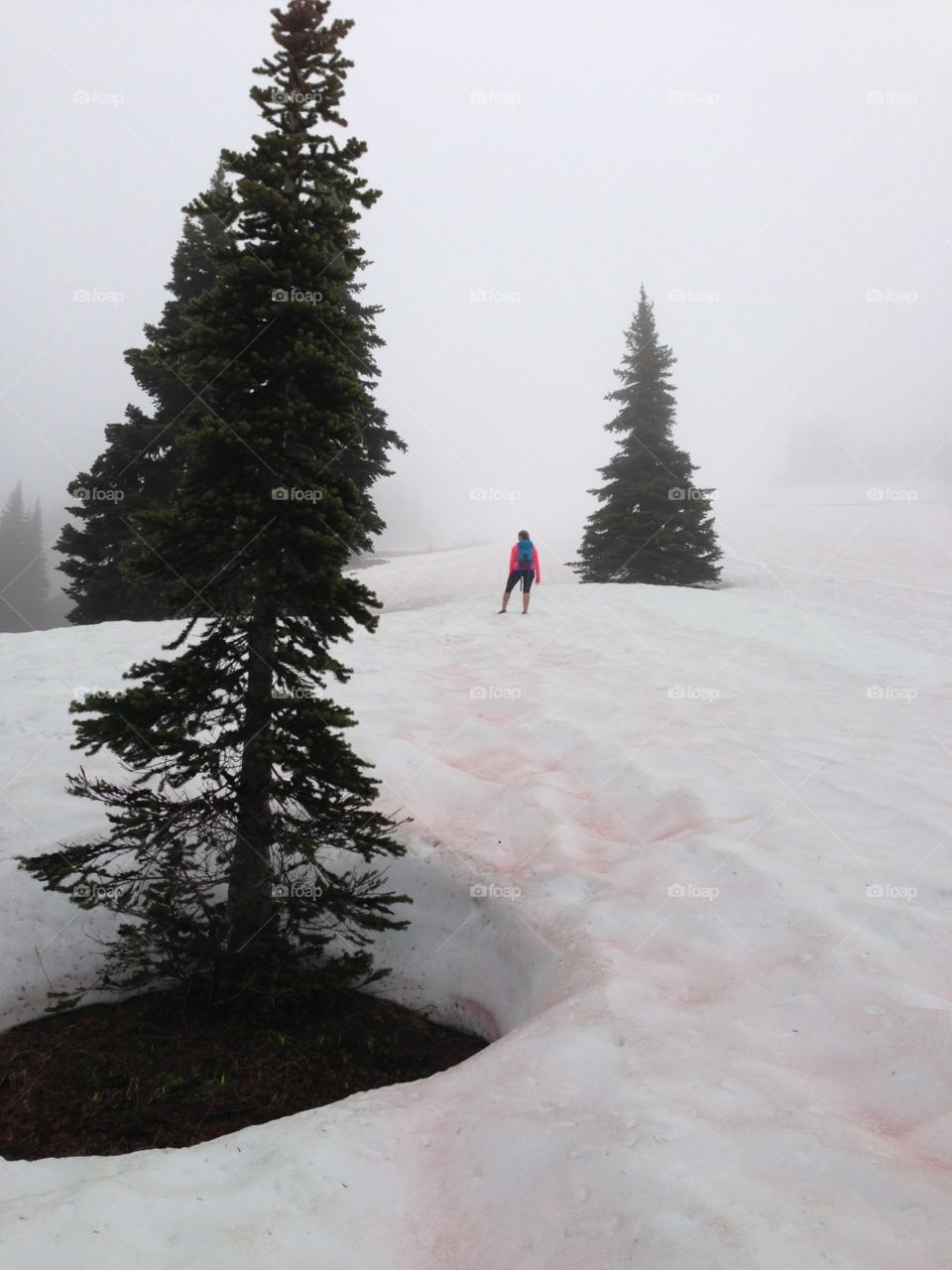 Snow, Winter, No Person, Cold, Tree