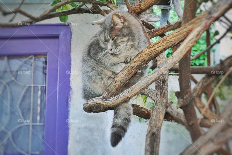 A cat in a tree, Greece 