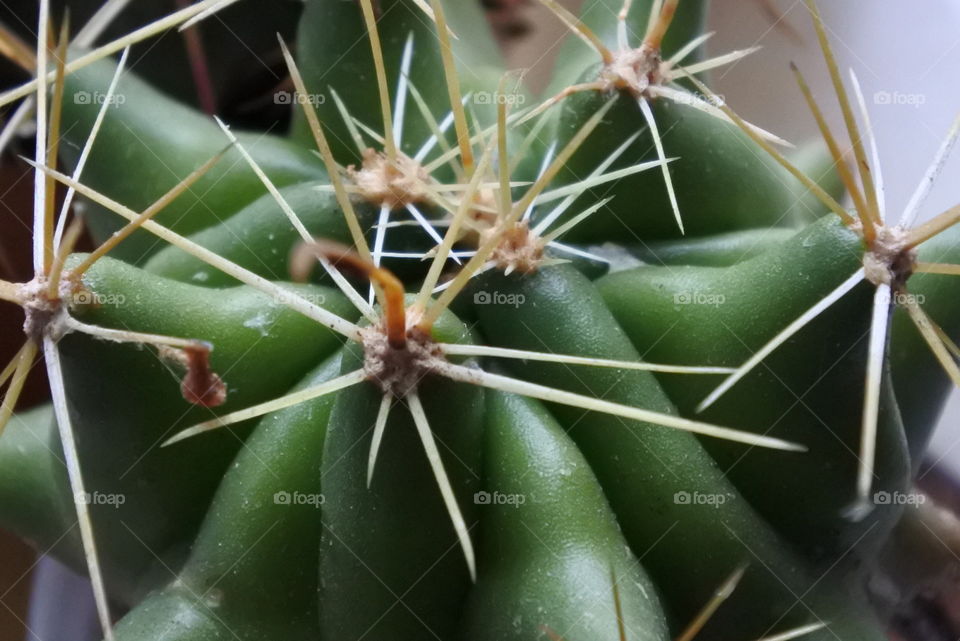 Cactus, Spine, Succulent, Sharp, Prickly