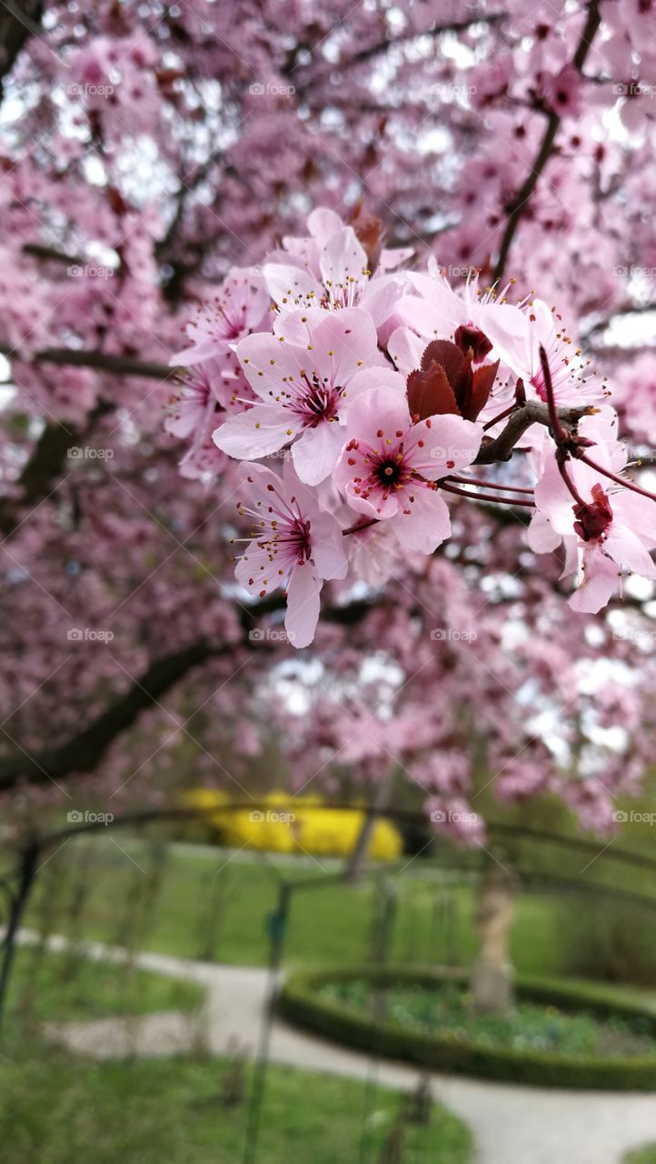 Pink sakura flowers in the garden