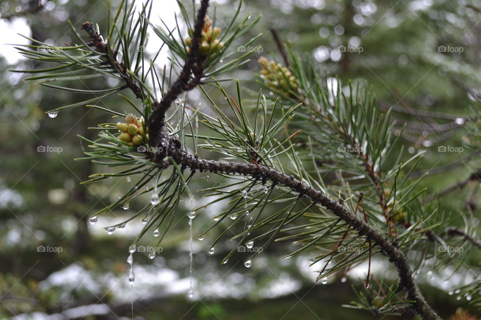 Snow melting off tree tip closeup as water drips down a spider web