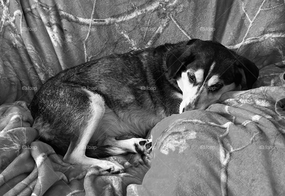 A pup snuggled up on the couch with a fuzzy blanket 