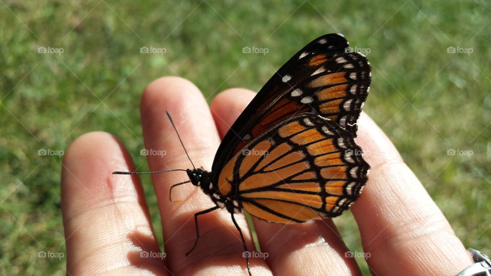 Fuzzy Monarch