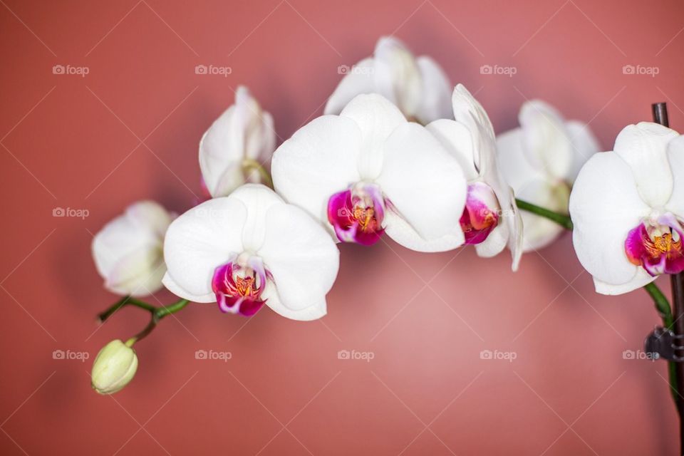 Orchid