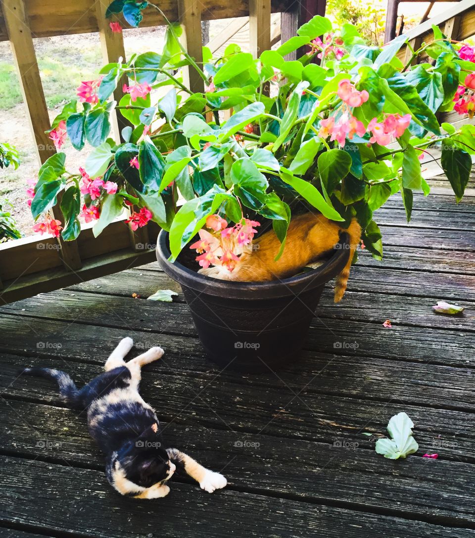 Kittens being Kittens. This is Bonnie and Clyde, our cute little kittens. They love the flowers on the deck. 