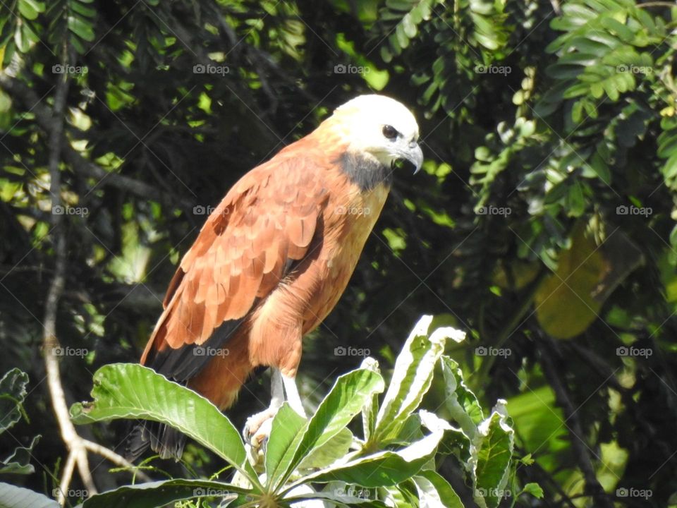 Pantanal