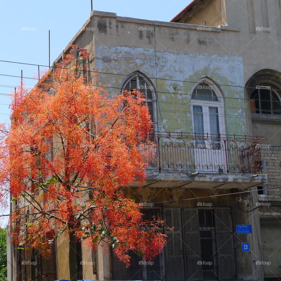 Old house in Jaffa Tel Aviv in Israel with an orange flower tree ,street photography by Lika Ramati