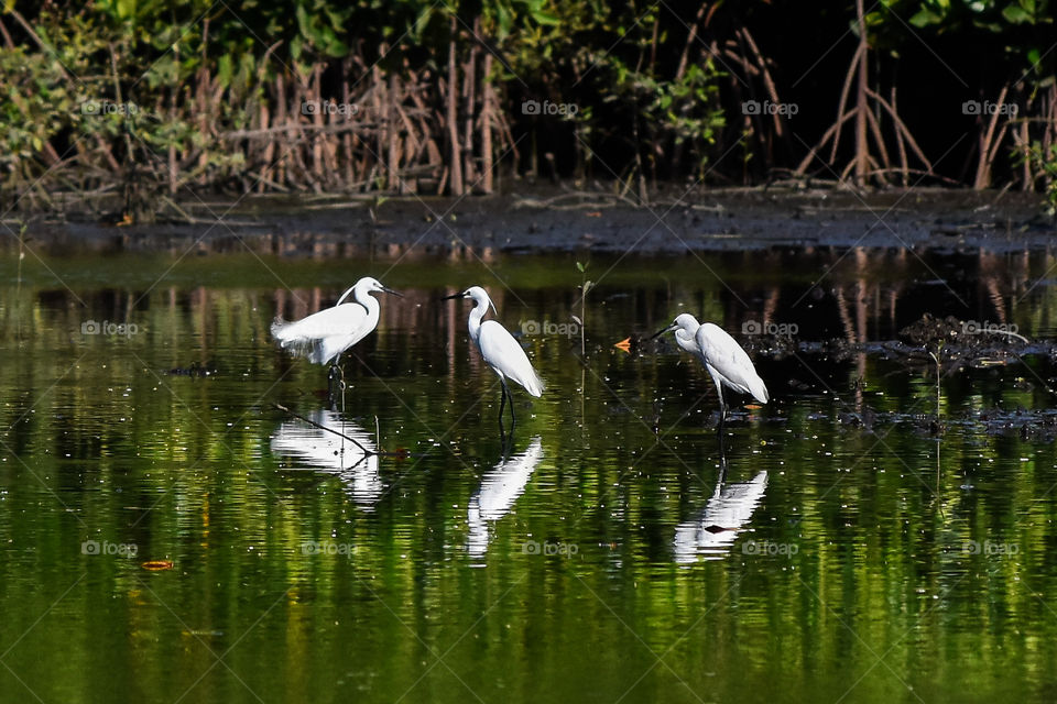 3 white egrets relaxing in the hot sun, Indonesia