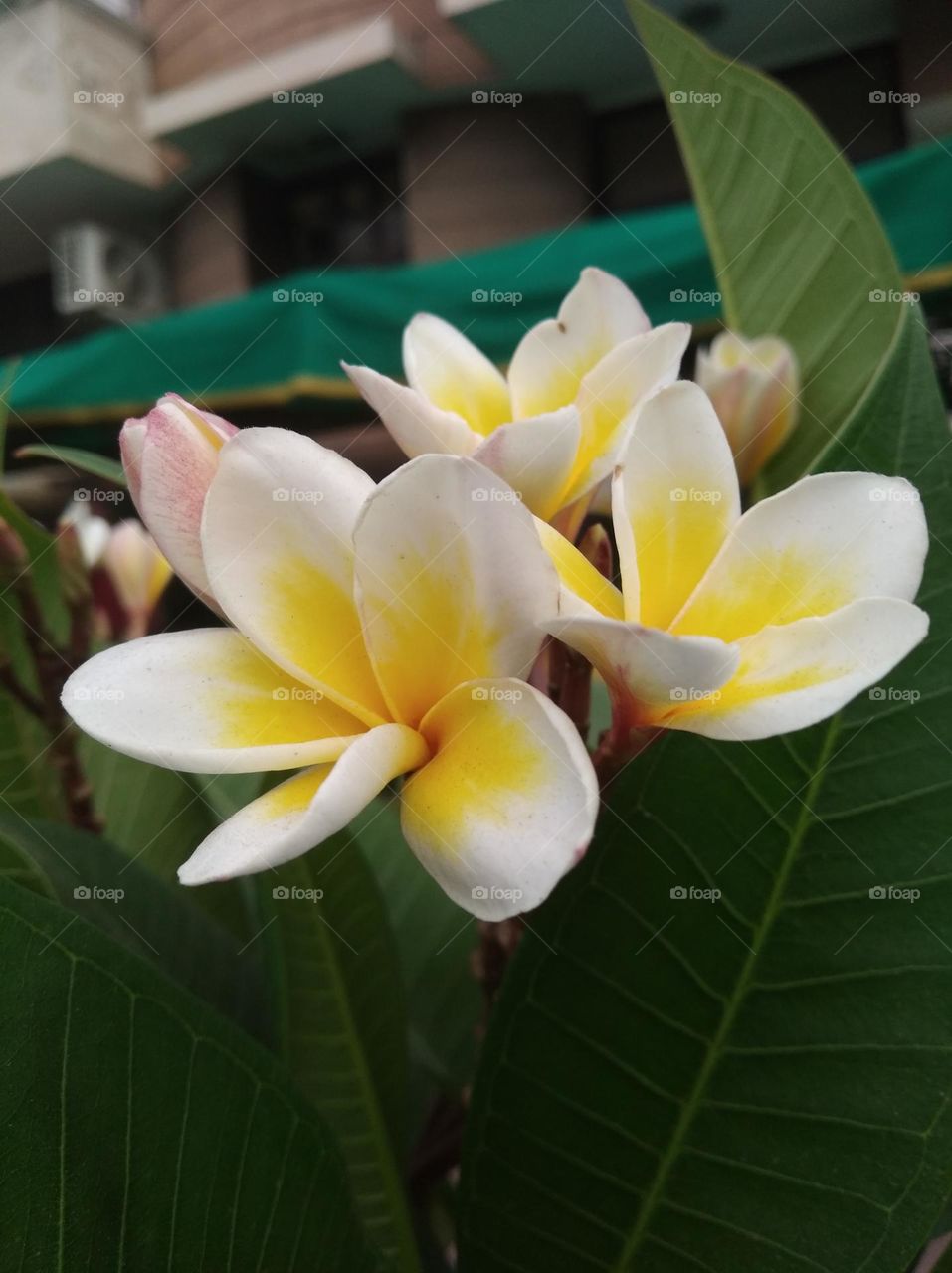 white and yellow flower seasonal fresh shurb small size looks very beautiful generally found everywhere seasonal