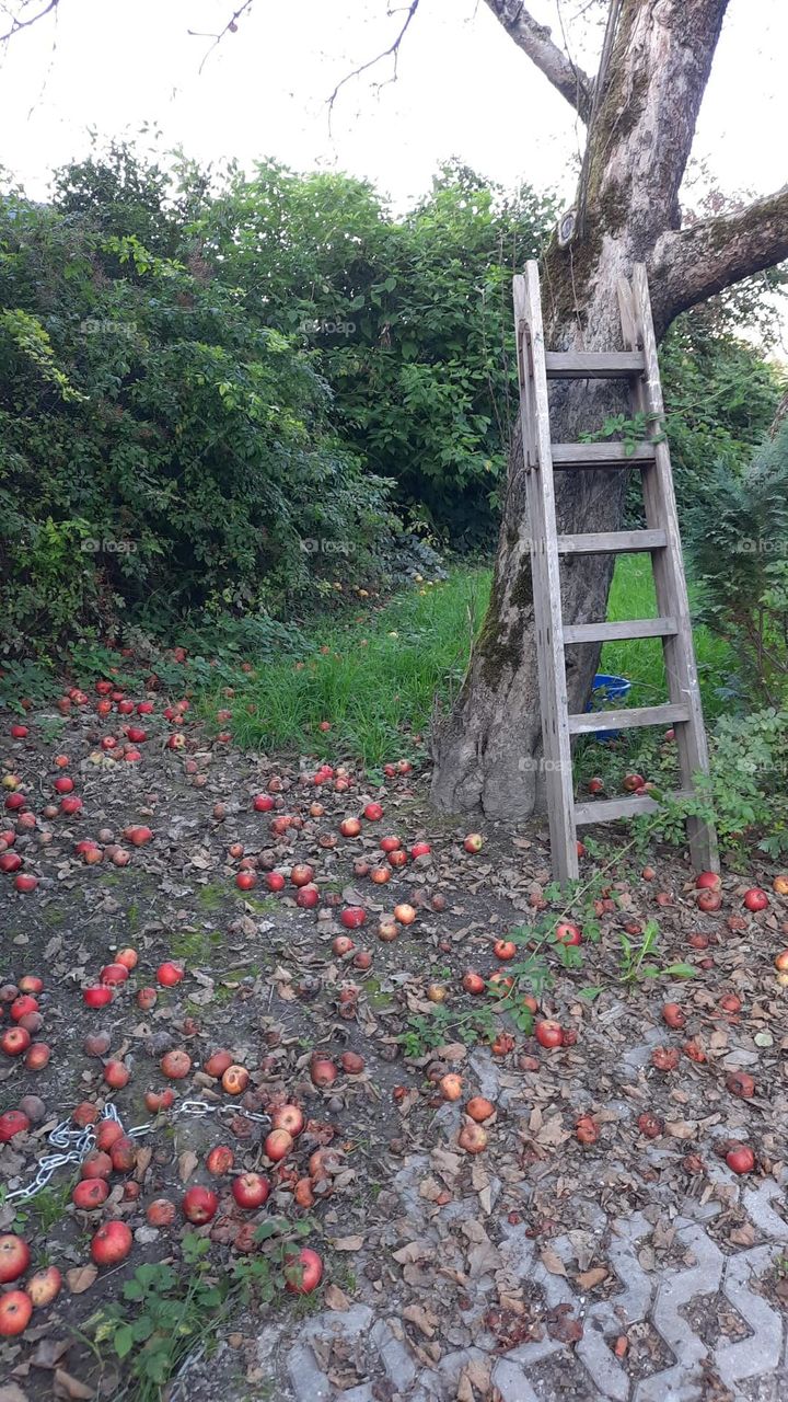 Apfel Baum 